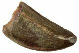 Serrated, Carcharodontosaurus Tooth - Real Dinosaur Tooth #329891-1